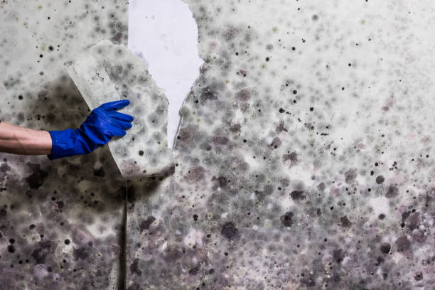 Best DIY Mold Remediation Support Services in Cloquet, MN